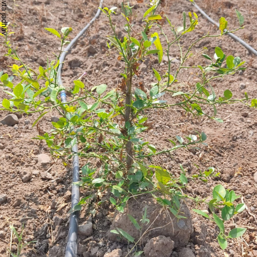 एक पेड़ माँ के नाम - Mahindra Lifespaces' Plants for People and Planet – 1 year