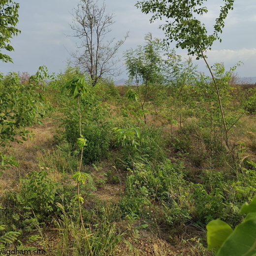 Alliance Bernstein’s Step Toward Greener Cities with Urban Forest Engagement – 6 months