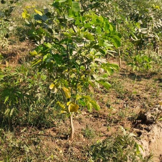 Greening Ahmedabad: Cimpress’s Urban Forest Initiative – 6 months