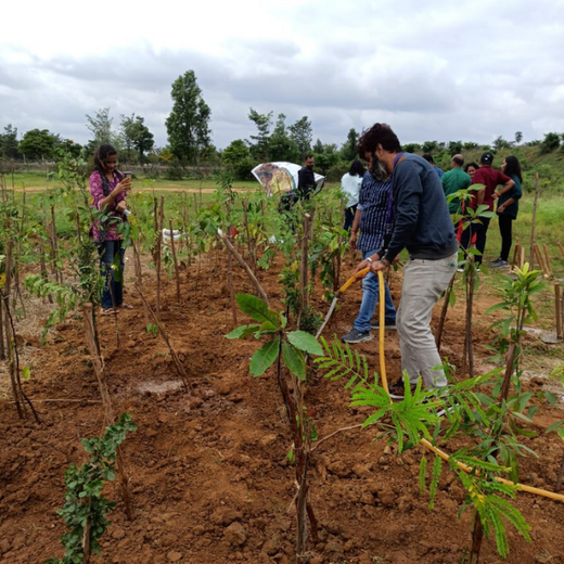 NatWest Digital Services India’s Urban Forest Initiative in Bengaluru – 6 months