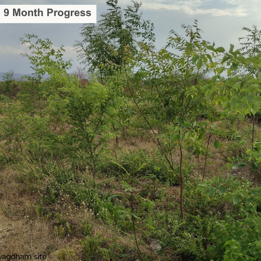 Alliance Bernstein’s Step Toward Greener Cities with Urban Forest Engagement – 6 months