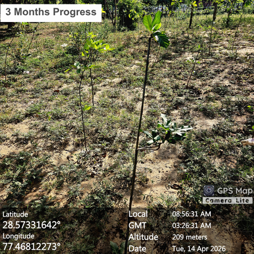 Lumora Estates – Building a Sustainable Green Zone in Greater Noida – 6 months