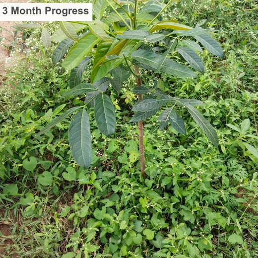 Cultivating Urban Change: Zededa India’s Tree Planting Drive – 6 months