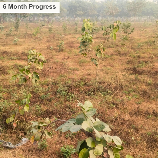 Forest in the Memory of Late Shri Ved Prakash Modi and Late Smt Nirmal Modi – 6 months