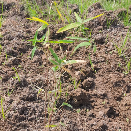 Viva Composite Panel’s Green Initiative: Building a Sustainable Future – 6 months