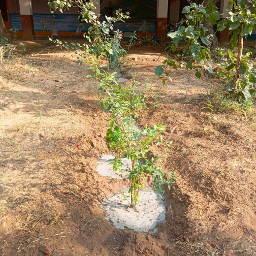 Innovating Sustainability: Xebia’s Urban Forest Footprint – 1 year