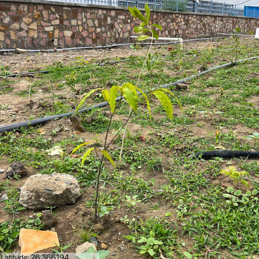 Forest by Design: Godrej Turns Industrial Space into Biodiversity Hub – 1 year