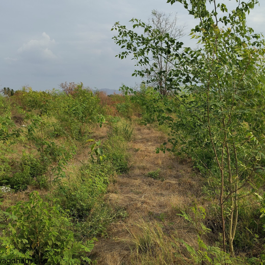 Alliance Bernstein’s Step Toward Greener Cities with Urban Forest Engagement – 6 months