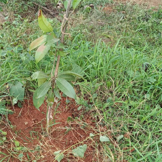 Agroforest Ambitions: Talent500 Plants the Seeds for a Greener Bangalore – 6 months