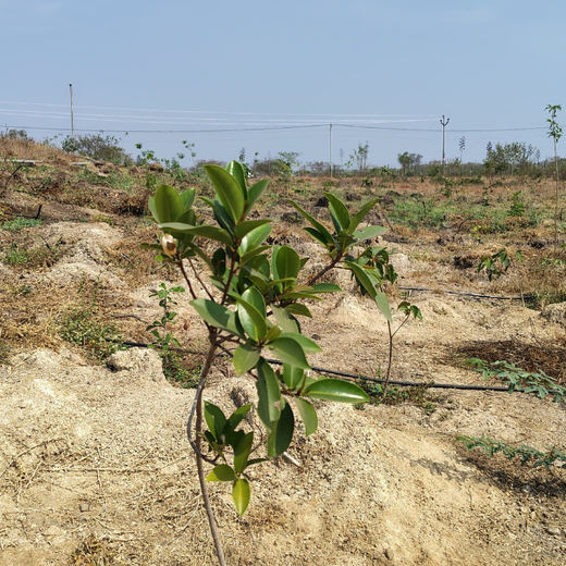 Building a Greener Future: Light & Wonder's Urban Forest Initiative for Sustainability – 6 months