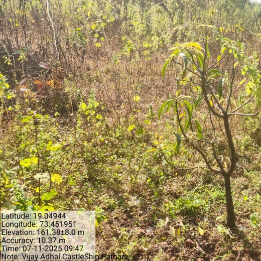 Beyond the Waves: Castle Ships’ Agroforestry Drive for Climate Action – 1 year