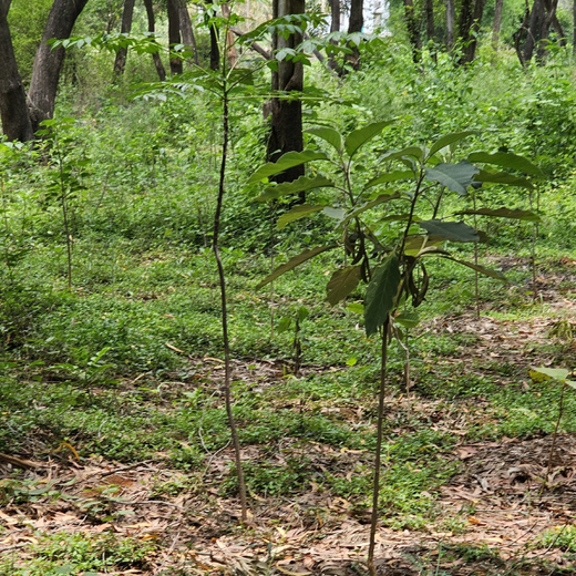 Cultivating Urban Change: Zededa India’s Tree Planting Drive – 1 year