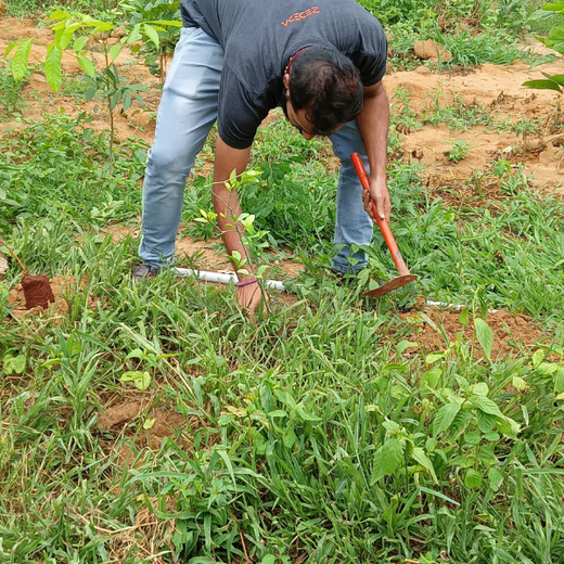 Cultivating Urban Change: Zededa India’s Tree Planting Drive – Planting