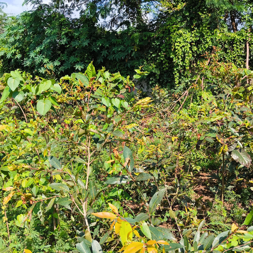 Nurturing Nature: Light & Wonder’s Green Engagement Program – 6 months