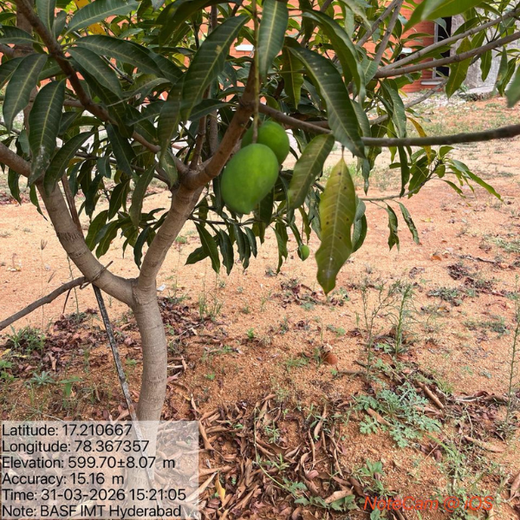 "Green Bonds: BASF/V5 Events Fosters Employee Unity Through Urban Tree Plantation" – 6 months