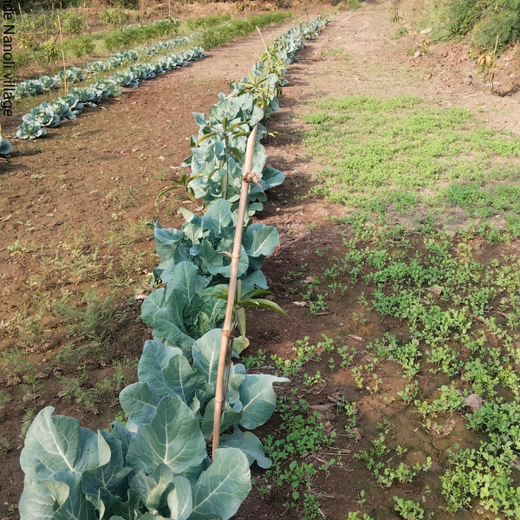 Gensol Goes Green: Agroforestry for Employees in Pune – 6 months