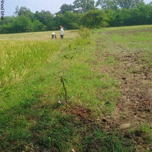 Apollo Tyres: Growing Livelihoods and Green Cover in Gujarat – 1 year