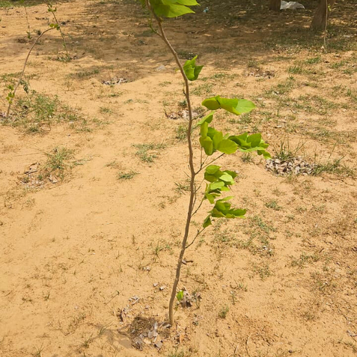 Nurturing Connections: Advance Estimating’s Tree Plantation for Team Synergy – 6 months