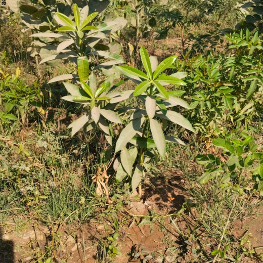 Greening Ahmedabad: Cimpress’s Urban Forest Initiative – 6 months