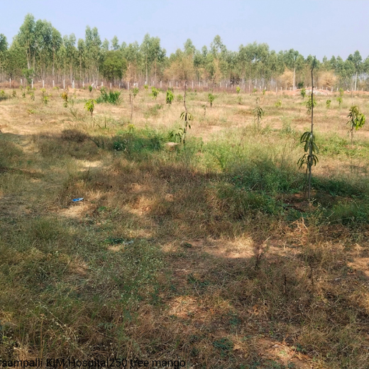 Dr. Shilpi Reddy Foundation & KIMS Hospital: A Tree for Each Girl Born – 6 months