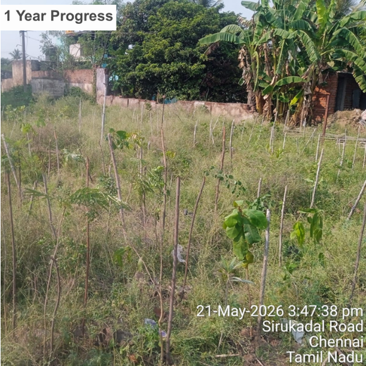 Caterpillar's Legacy: A Learning forest in Sirukadal, Thiruvallur – 1 year
