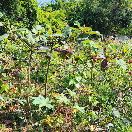 Nurturing Nature: Light & Wonder’s Green Engagement Program – 6 months
