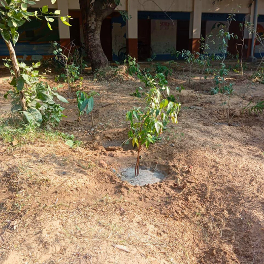 Innovating Sustainability: Xebia’s Urban Forest Footprint – 1 year