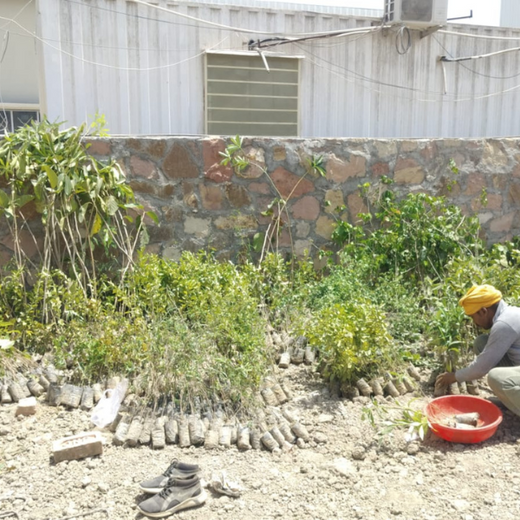 Forest by Design: Godrej Turns Industrial Space into Biodiversity Hub – Planting