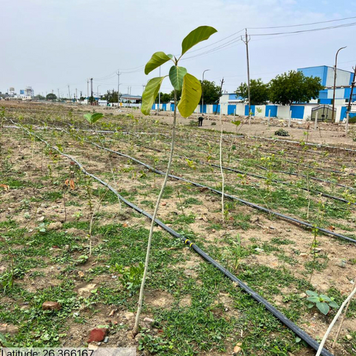 Forest by Design: Godrej Turns Industrial Space into Biodiversity Hub – 1 year