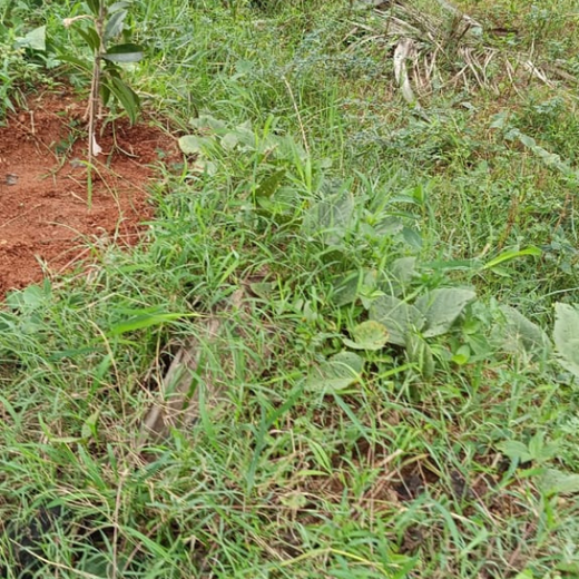 Agroforest Ambitions: Talent500 Plants the Seeds for a Greener Bangalore – 6 months