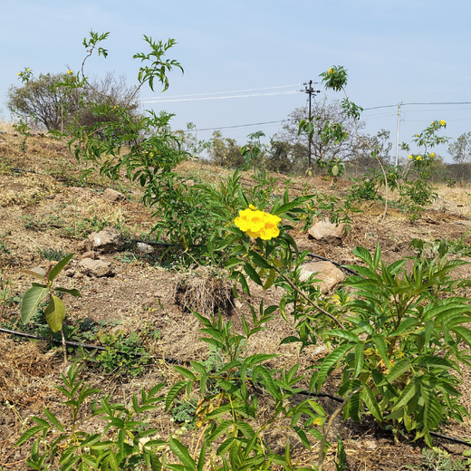 Building a Greener Future: Light & Wonder's Urban Forest Initiative for Sustainability – 6 months