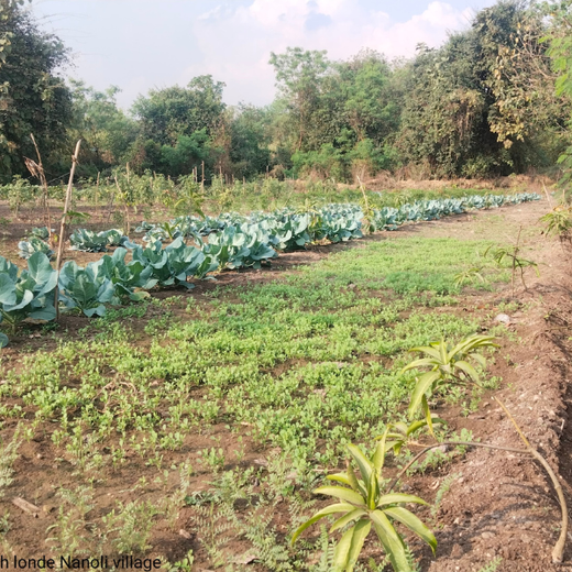 Gensol Goes Green: Agroforestry for Employees in Pune – 6 months
