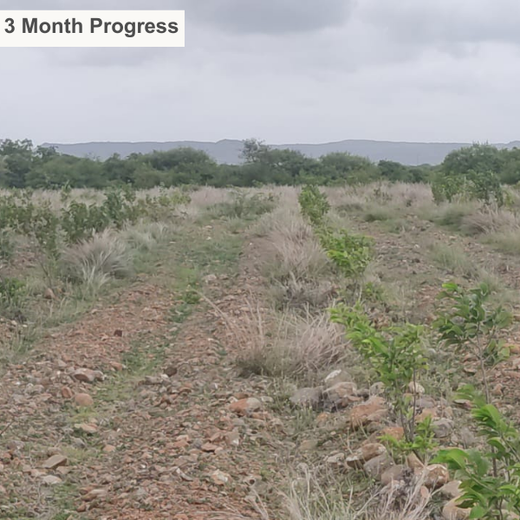 Investa Pumps Cultivates Change: A CSR Initiative for Agroforestry and Sustainability – 1 year