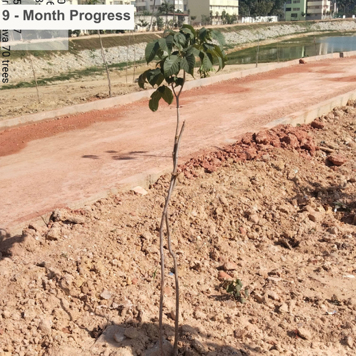 Long Live the Queens: Celebrating Wives' Birthdays with a Tree Plantation Tribute – 6 months