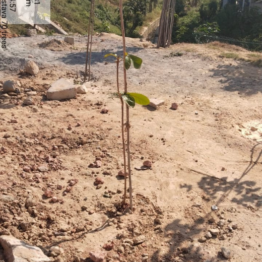 Long Live the Queens: Celebrating Wives' Birthdays with a Tree Plantation Tribute – 6 months