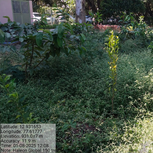 Healthier Tomorrow Starts Today: Haleon Global's Urban Greenery – 6 months