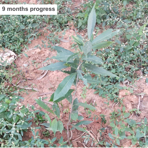 Healthier Tomorrow Starts Today: Haleon Global's Urban Greenery – 6 months