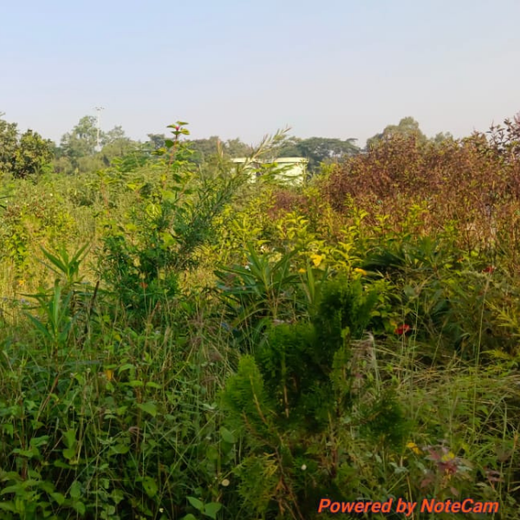Silox India Miyawaki Tree Plantation School Initiative: Growing Green Futures – 2 years