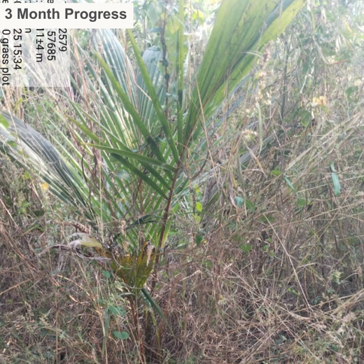 Agroforest Ambitions: Talent500 Plants the Seeds for a Greener Bangalore – 6 months