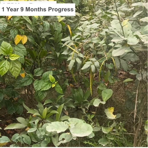 Celebrating Inspiring Women on Women’s Day: Rajpal Singh Duggal’s Urban Forest Initiative – 1 year