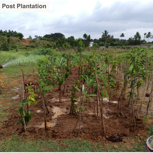 NatWest Digital Services India’s Urban Forest Initiative in Bengaluru – 1 year