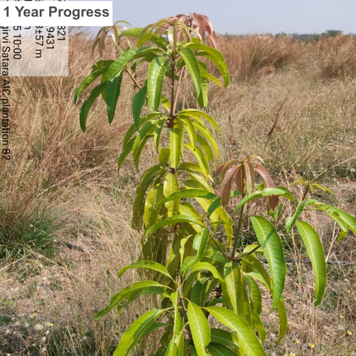 Planting Today for a Greener Tomorrow: IAC Group’s Agroforest Initiative for a Sustainable Future – 6 months