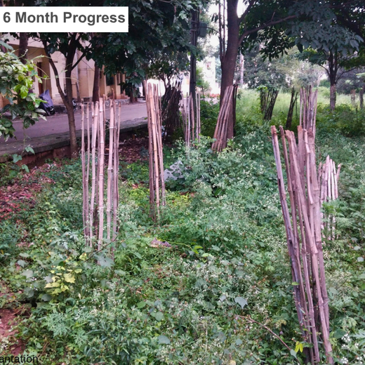 Innovation Meets Nature: Voya India’s Urban Forest for Employee Engagement – 1 year