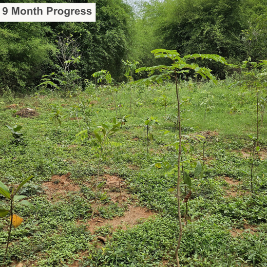 Cultivating Urban Change: Zededa India’s Tree Planting Drive – 1 year