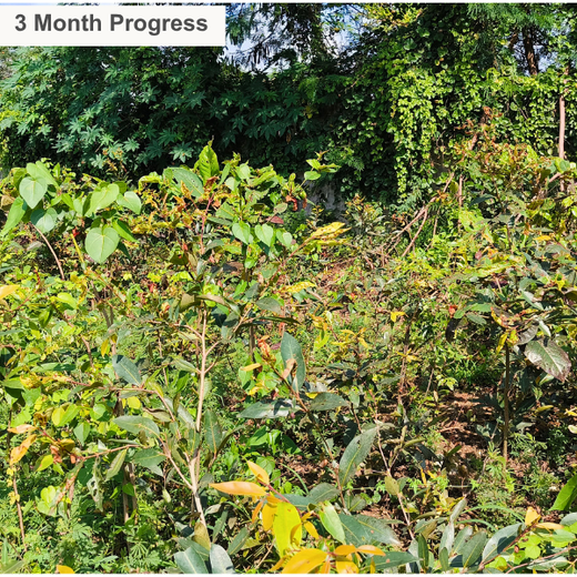 Nurturing Nature: Light & Wonder’s Green Engagement Program – 6 months