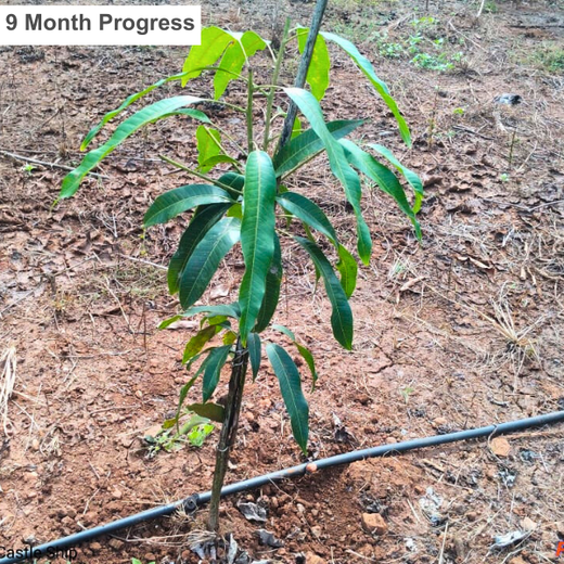 Beyond the Waves: Castle Ships’ Agroforestry Drive for Climate Action – 1 year