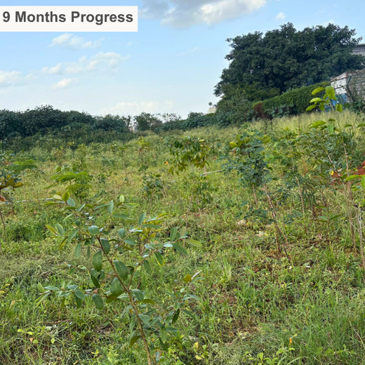 TotalEnergies Brings Together Teams to Grow an Urban Micro Forest – 1 year