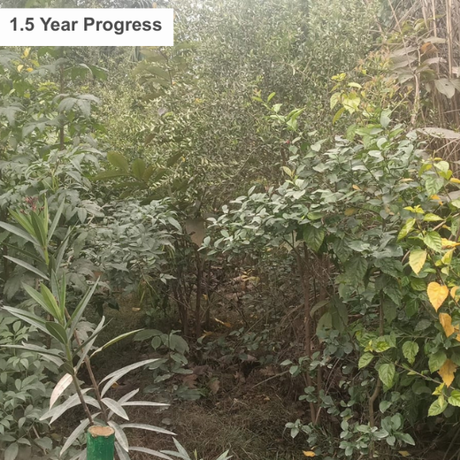 FAIRFOX IT INFRA: Connecting Employees with Nature – 1 year