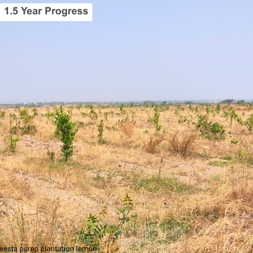 Green Hands, Green Lands: Investa Pumps’ CSR in Action – 1 year