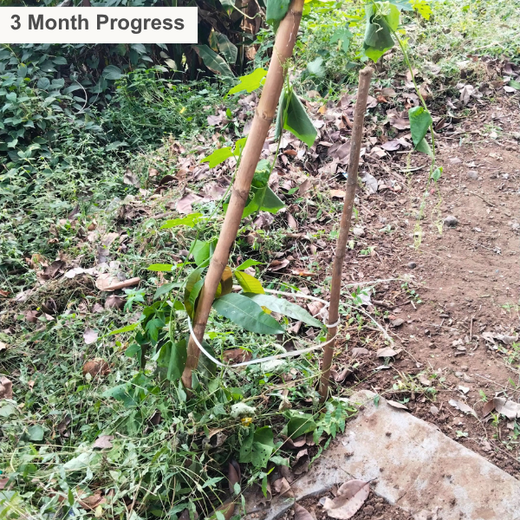 “Cimpress Mumbai Goes Green: Creating Urban Forests Through Employee Engagement” – 6 months